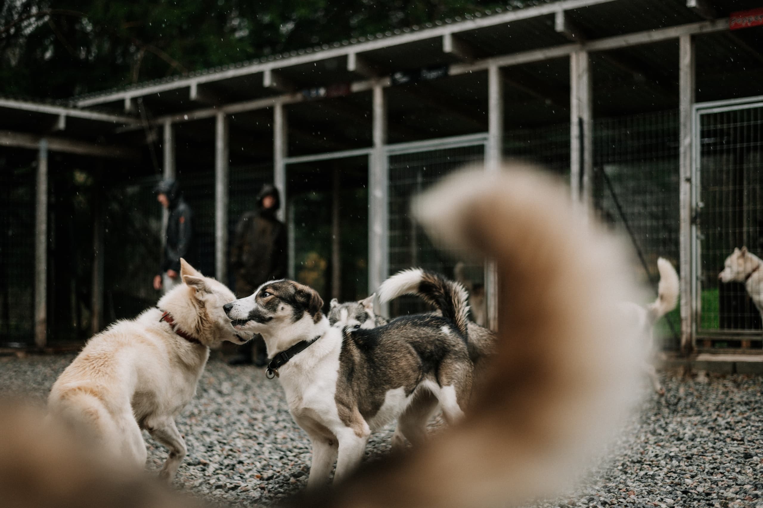 Husky Visit