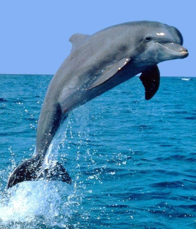 Dolphin Tiki Tour