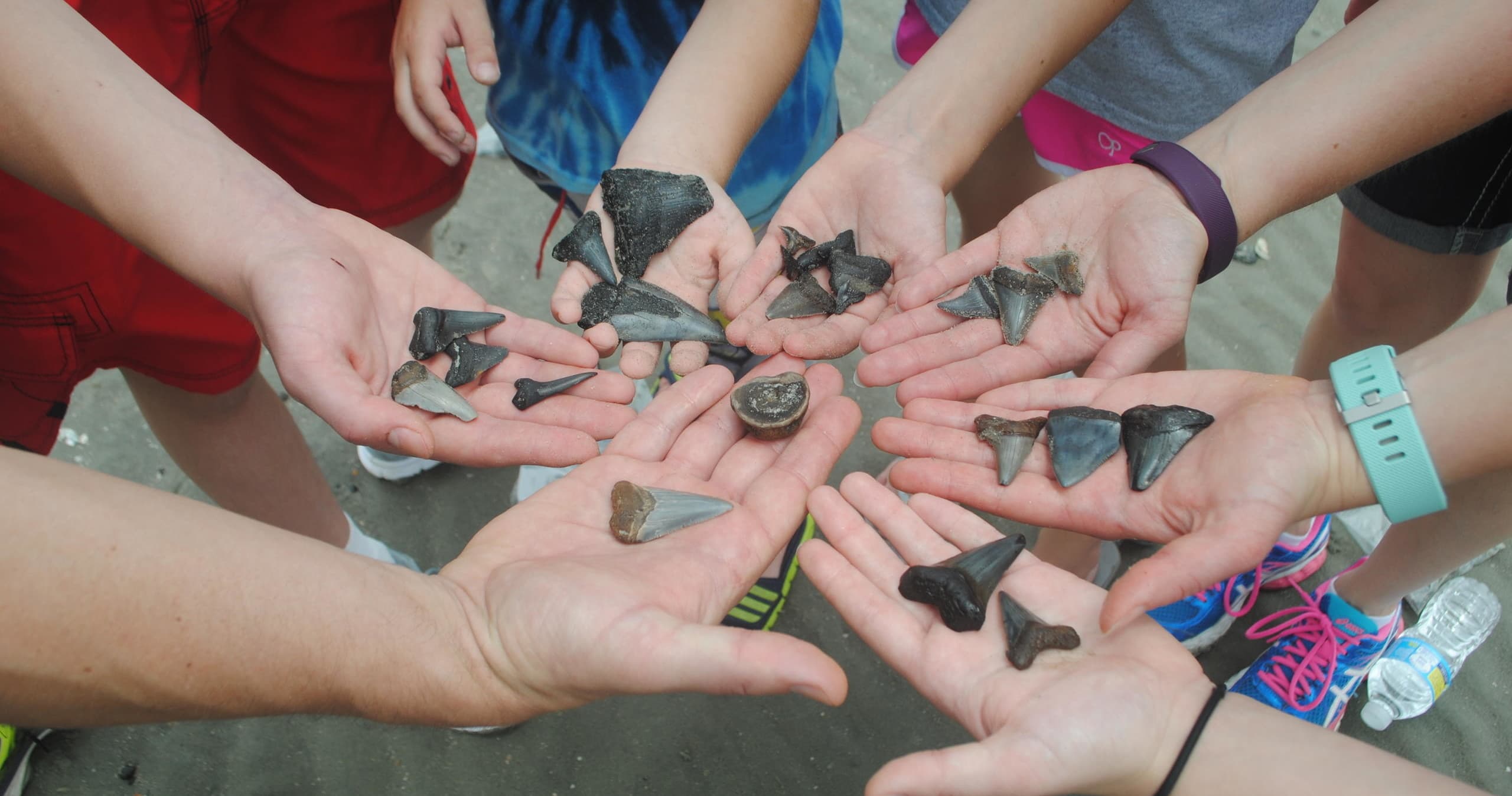 Fossil Hunting Tour