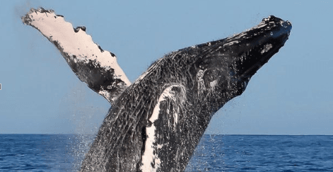 Whale Watch