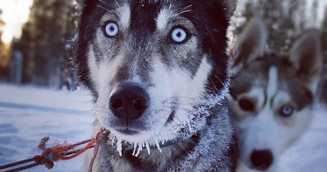 [H1] Husky Safari (5km)