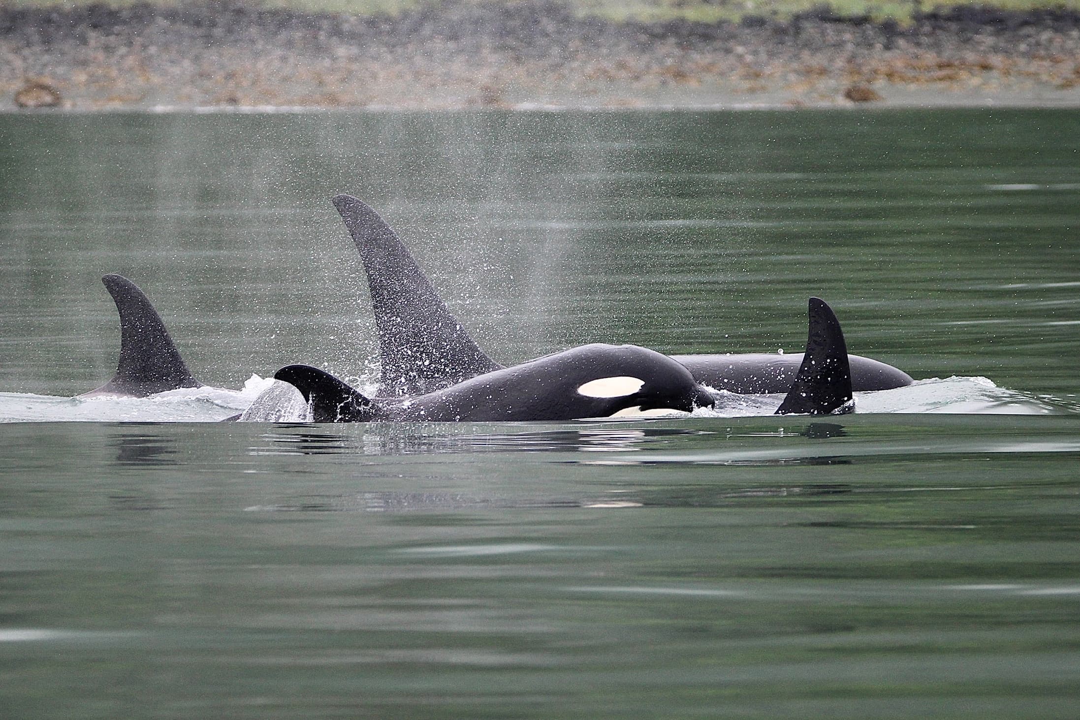 Full Day Salmon Fishing and Whale Watching Combo