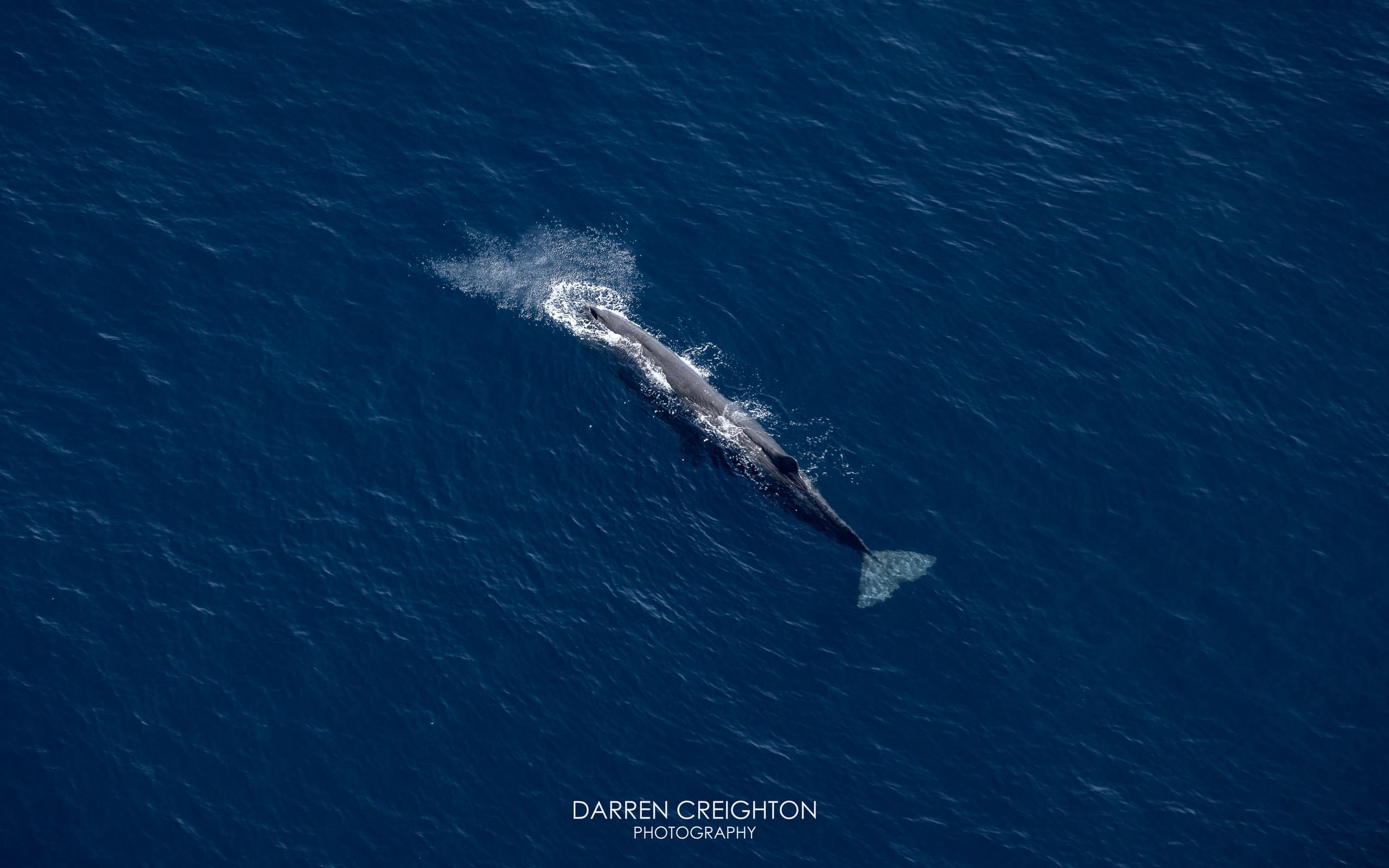 40 Minutes - Extended Whale Watching Flight