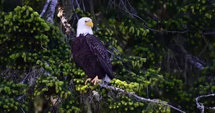 Bald Eagle Kayak Tour
