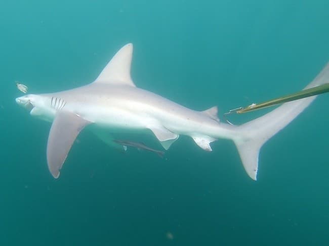 Fish Finder 3 Shark Fishing Charters