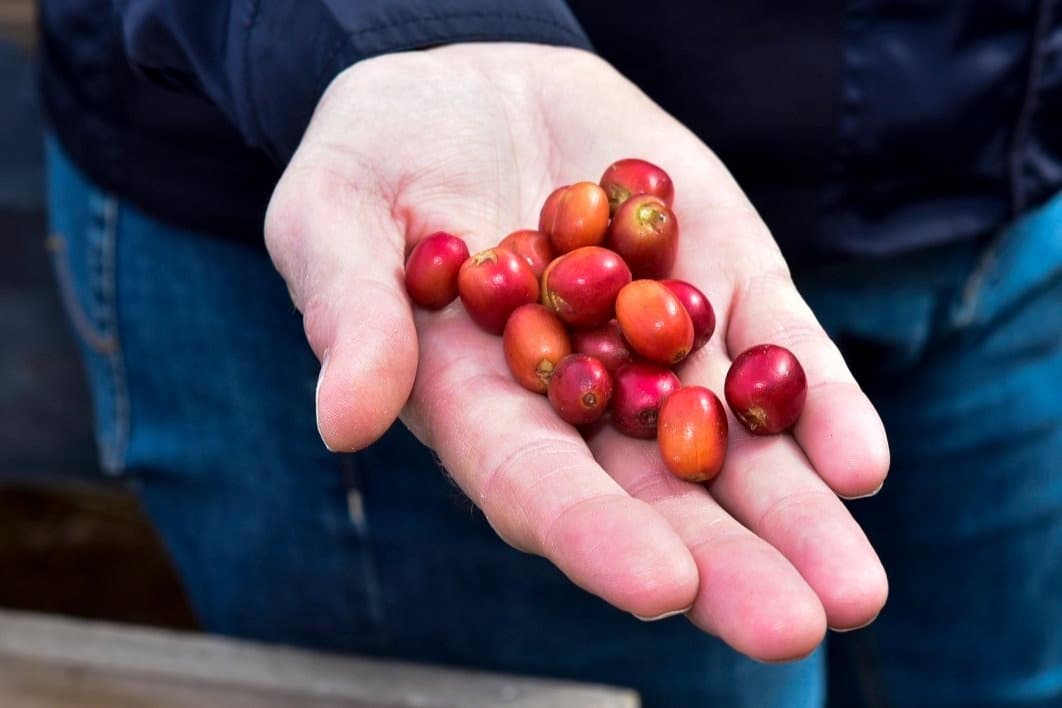 Las Palmas Coffee Farm Experience