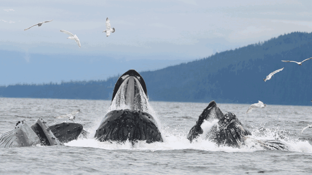 4 Hour Whale Watch- Starting times can be adjusted to meet your needs!
