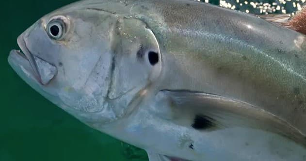 Offshore Fishing Charter