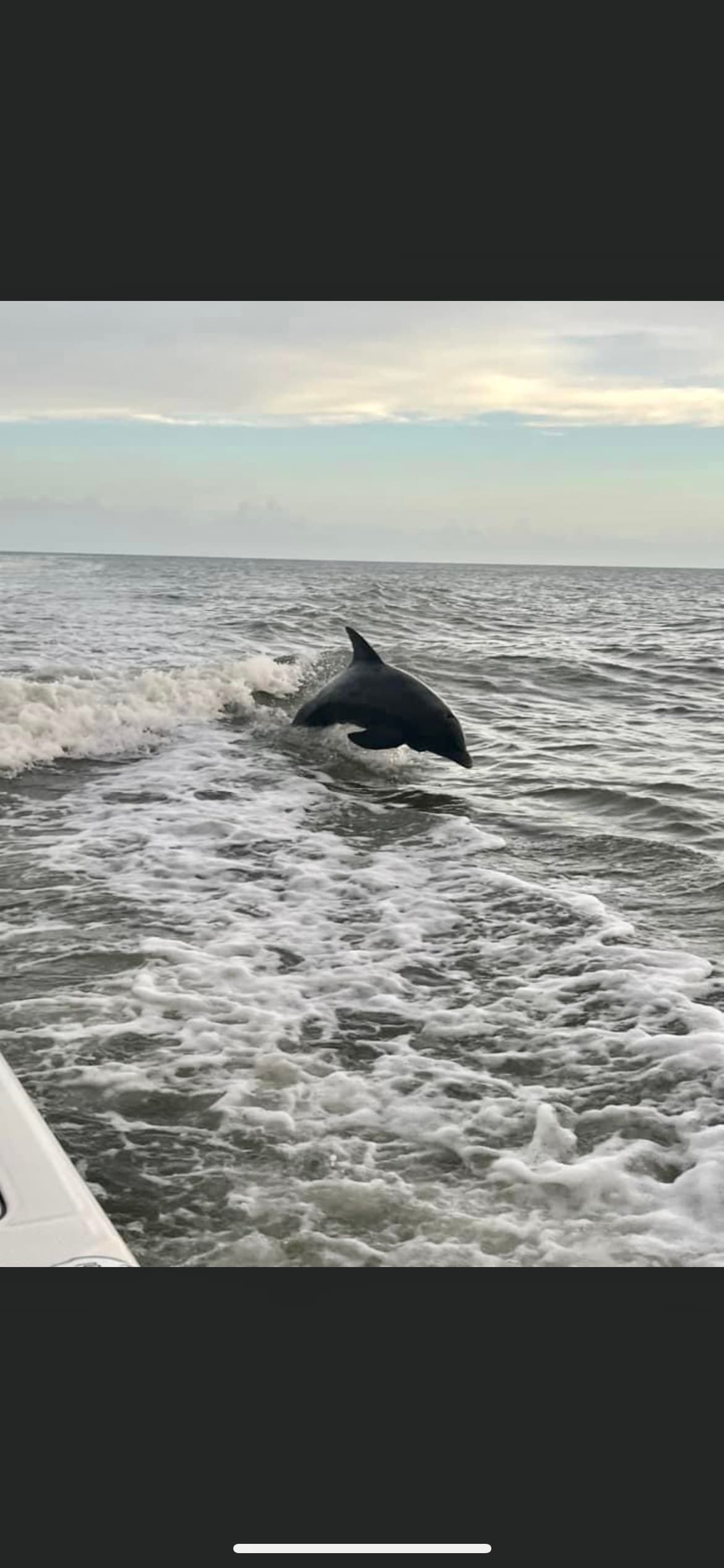 Private Dolphin Eco Tour