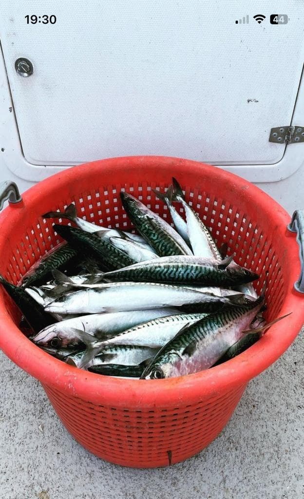 Mackerel Fishing