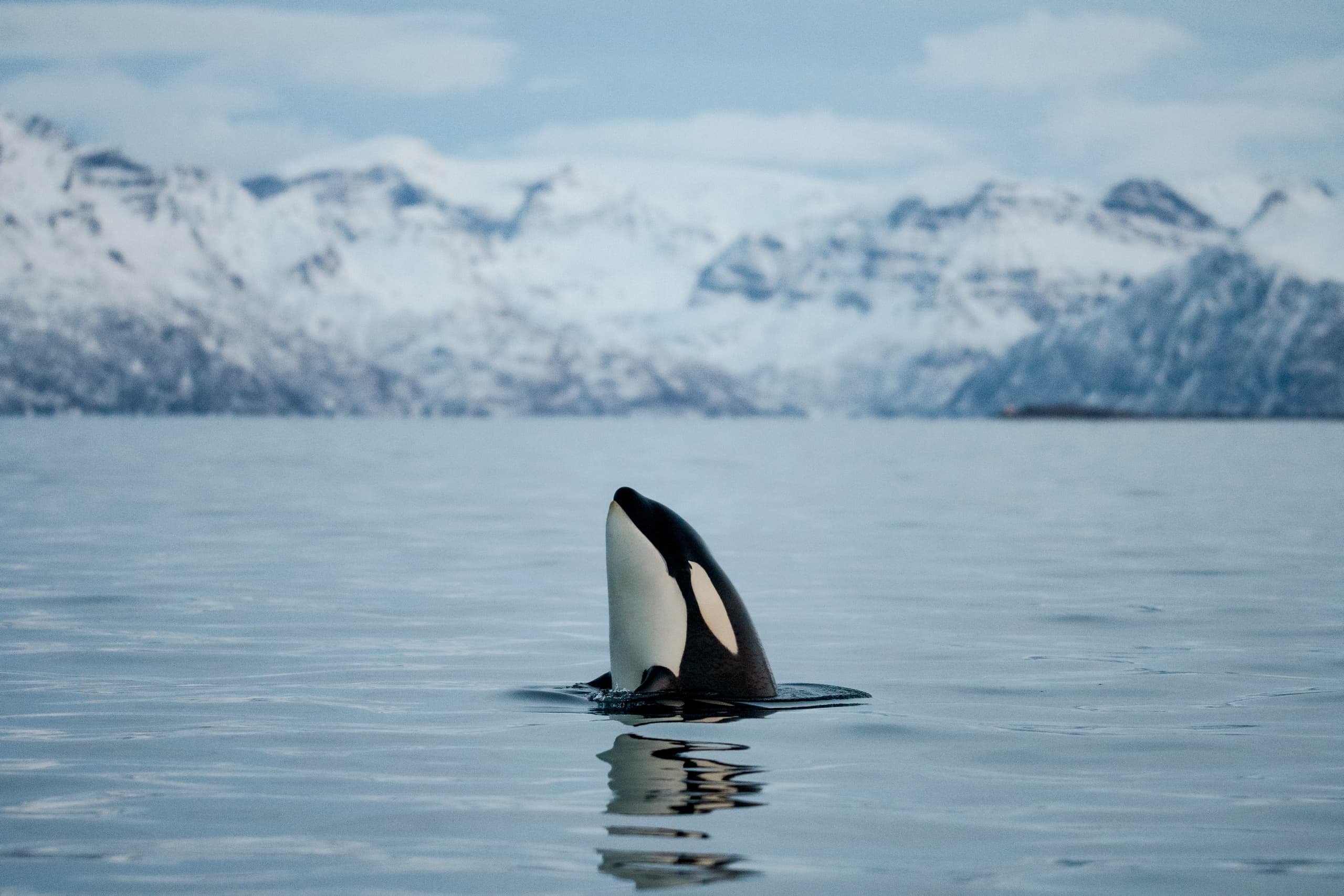 Winter Whale Safari - Tromsø