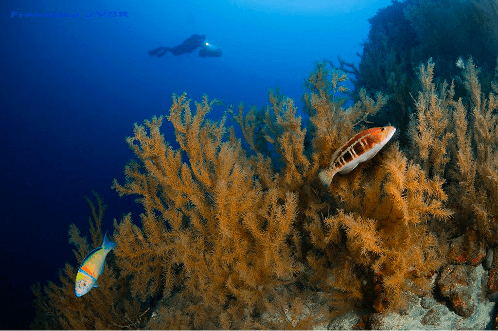 Open Water Diver PLUS