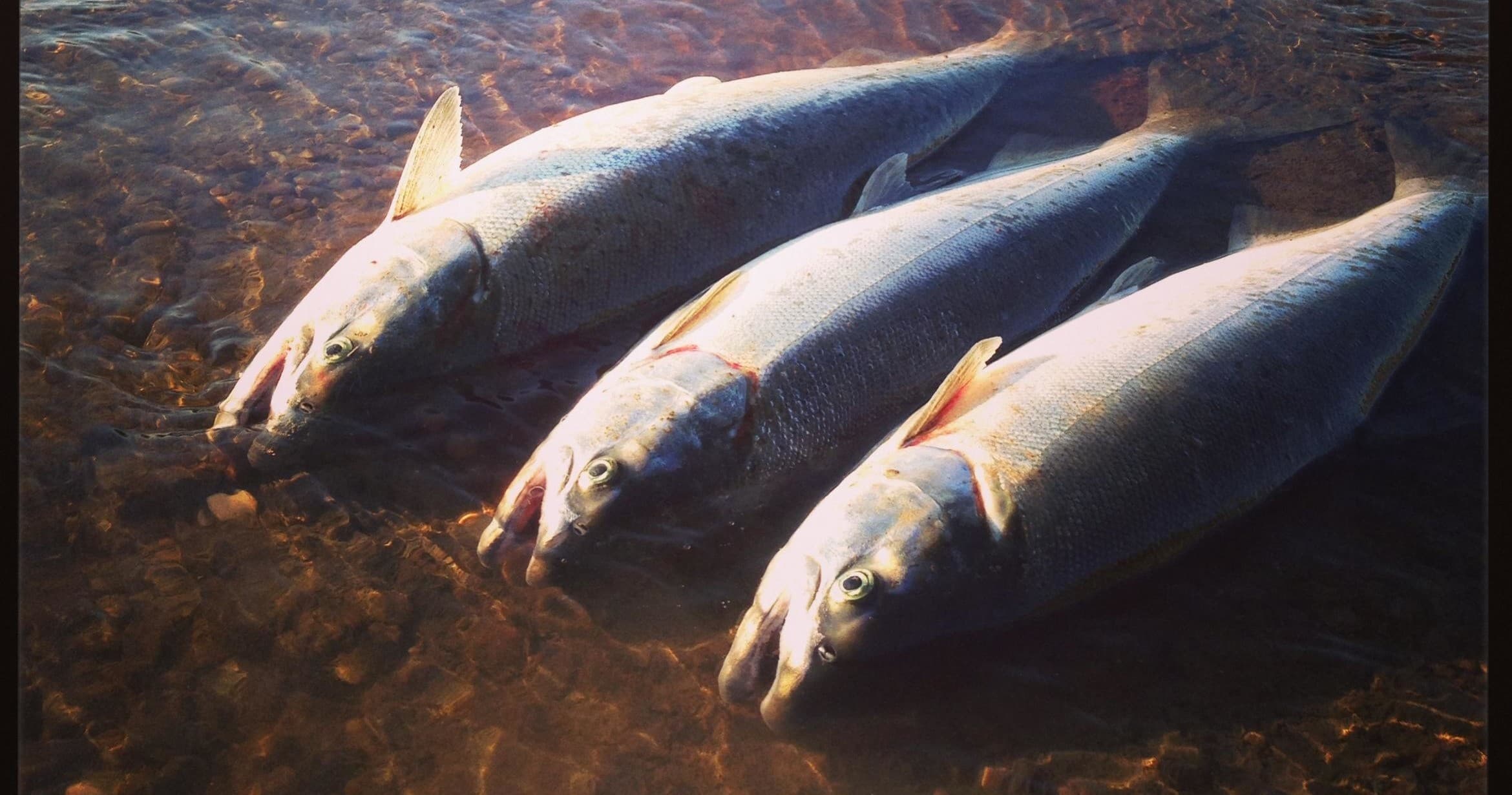 Kenai River | Silver Salmon Half Day