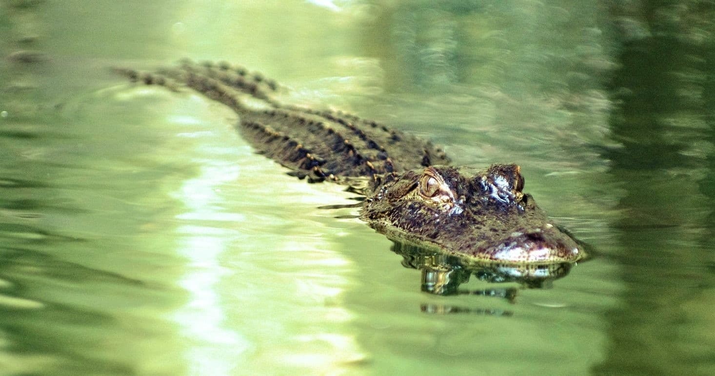 Gator Experience VIP