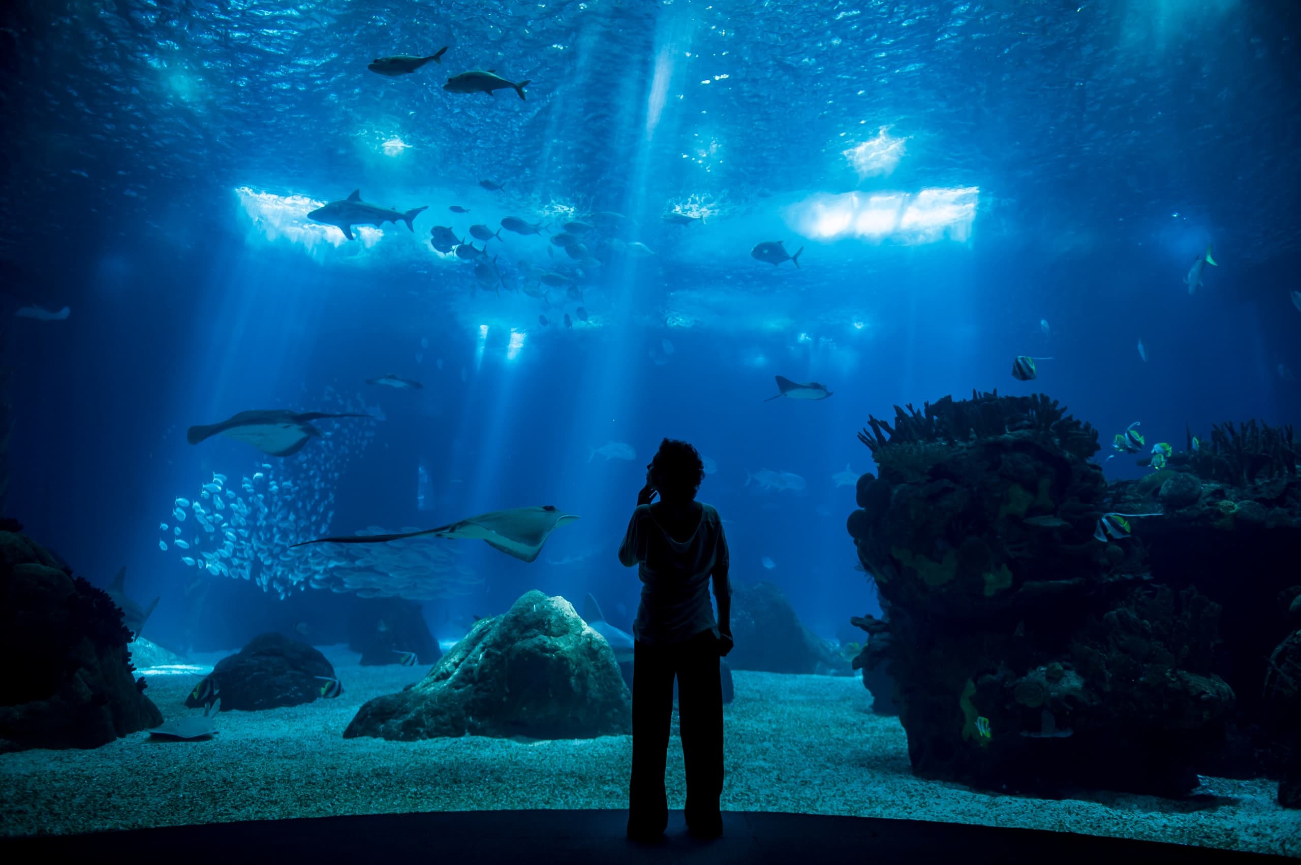Basic + Oceanário