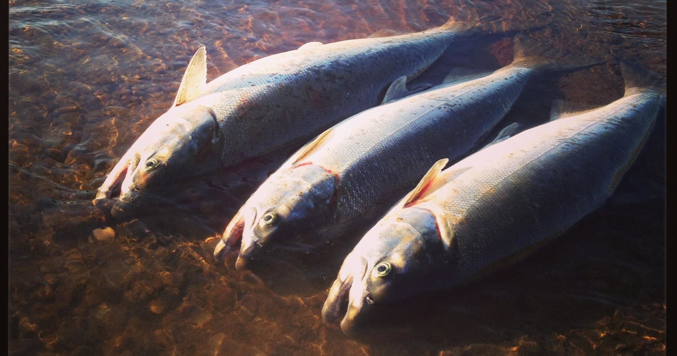 Kenai River | Silver Salmon Private Charter