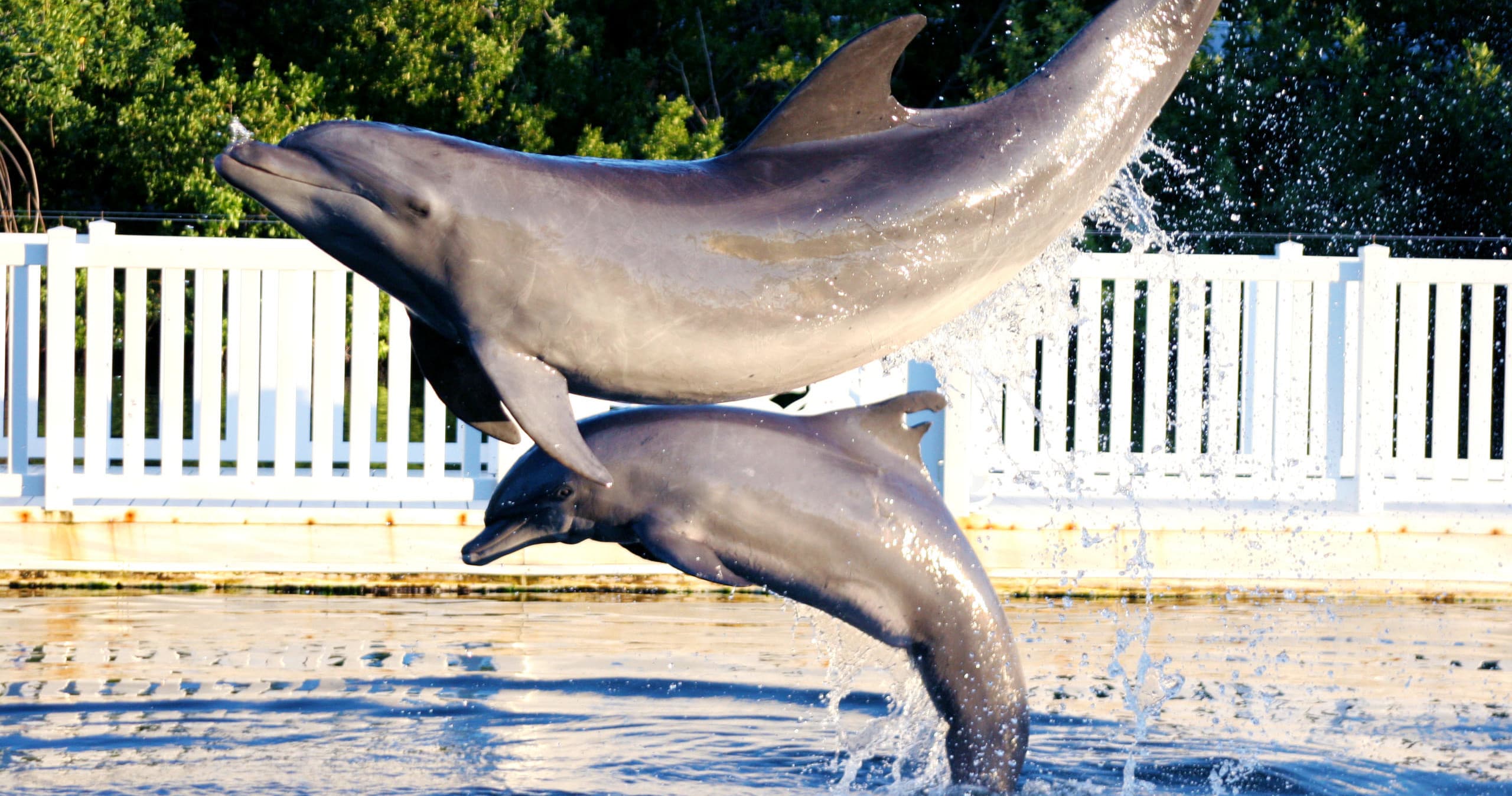 Road Trip: Tour to Islamorada's Theater of the Sea