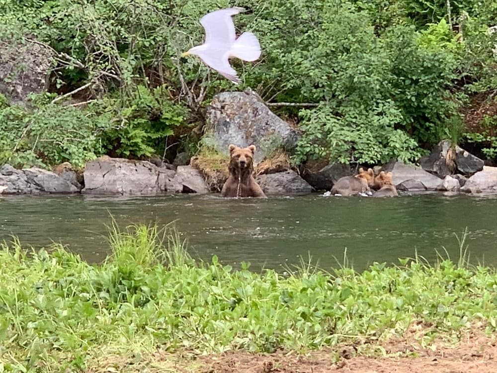 Crescent Lake Bear Viewing Only