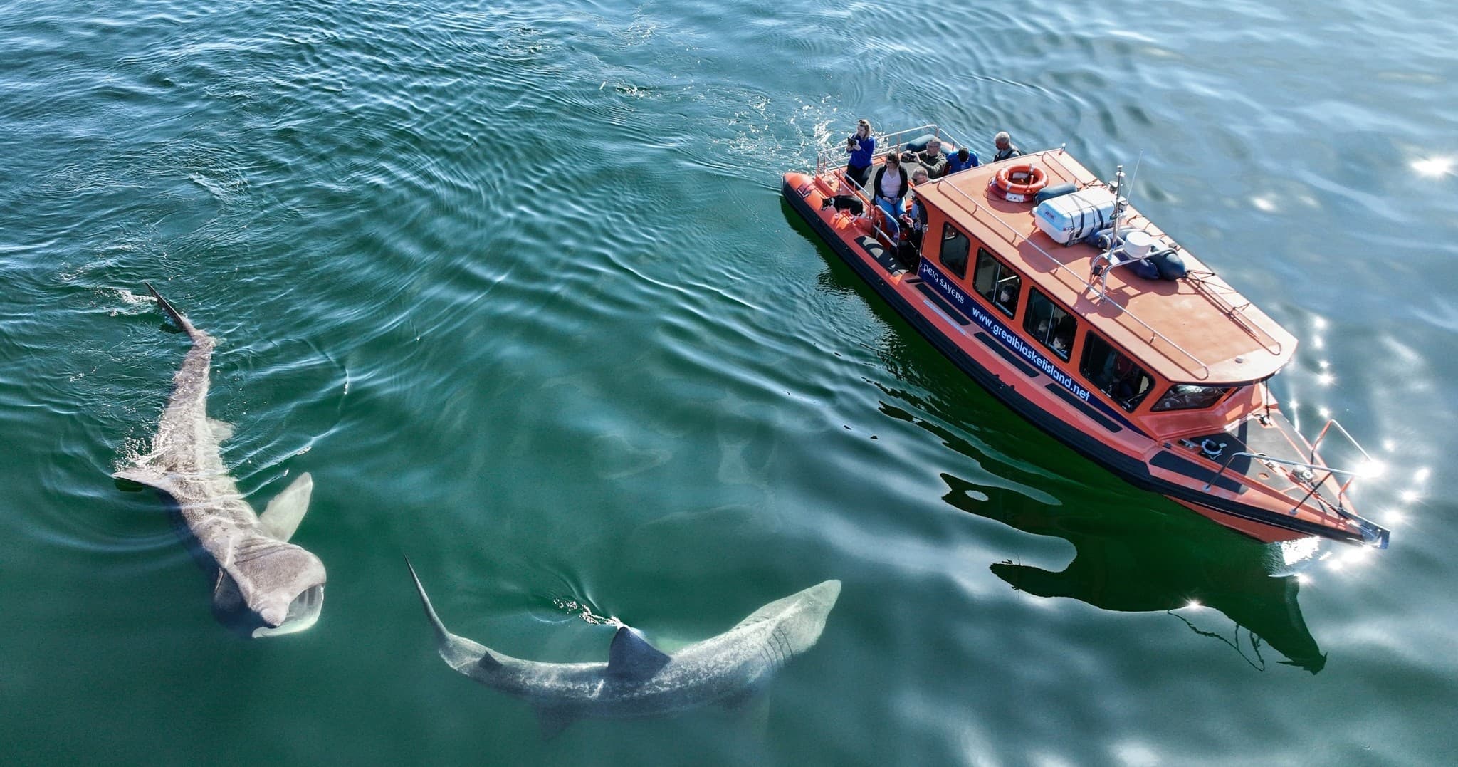 Premium Tour -  The Great Blasket Island Experience