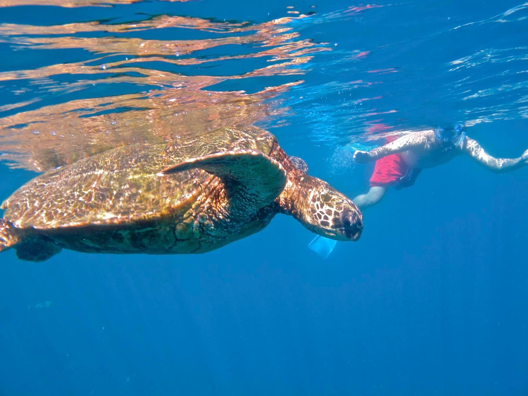 Kayak Snorkel Ocean Safari!