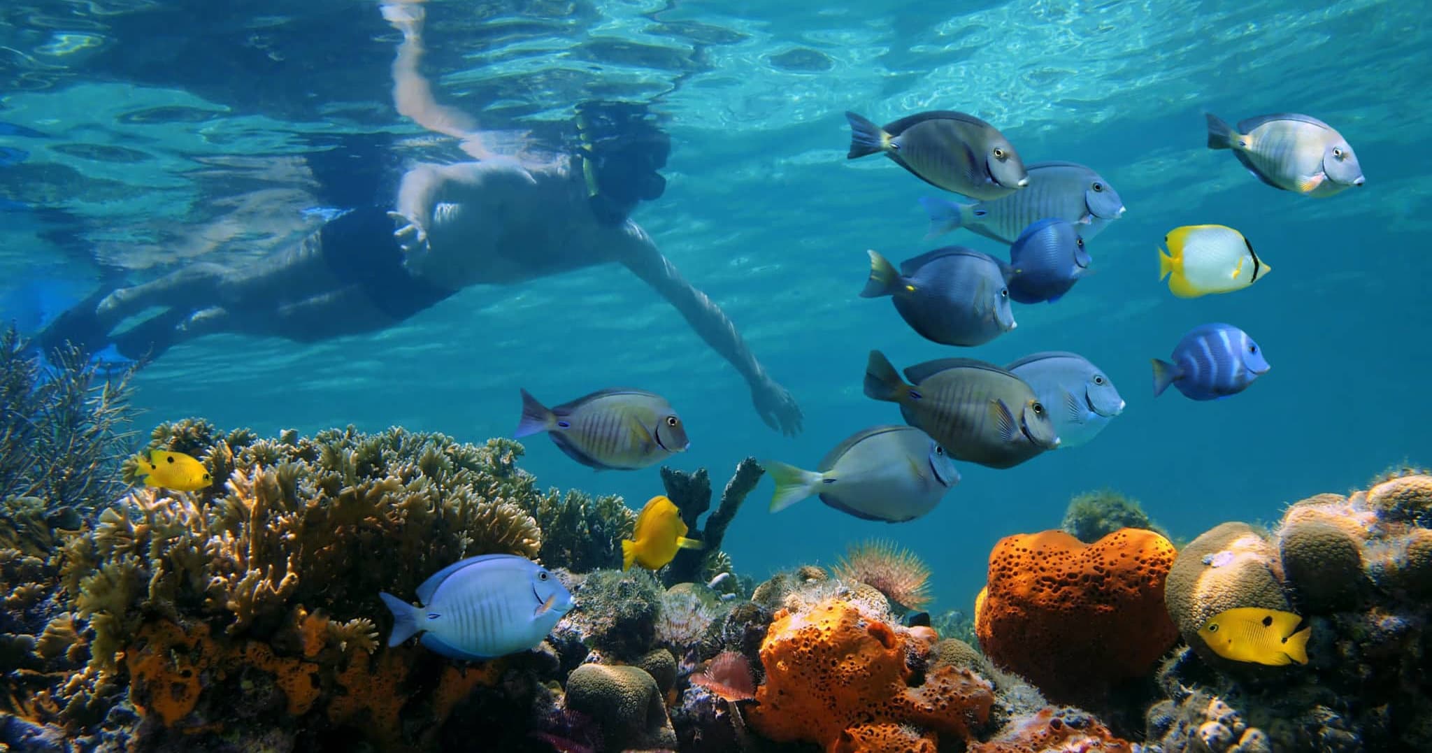 Rise & Reef Morning Snorkel