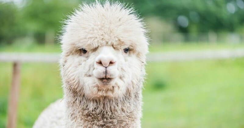 Meet Alpacas & Meerkats