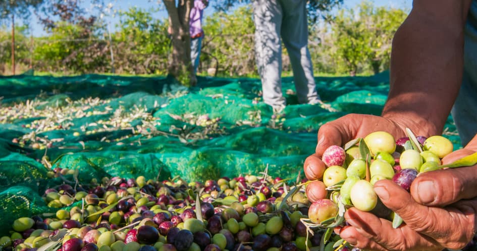 Olive Oil Experience Pick & Taste