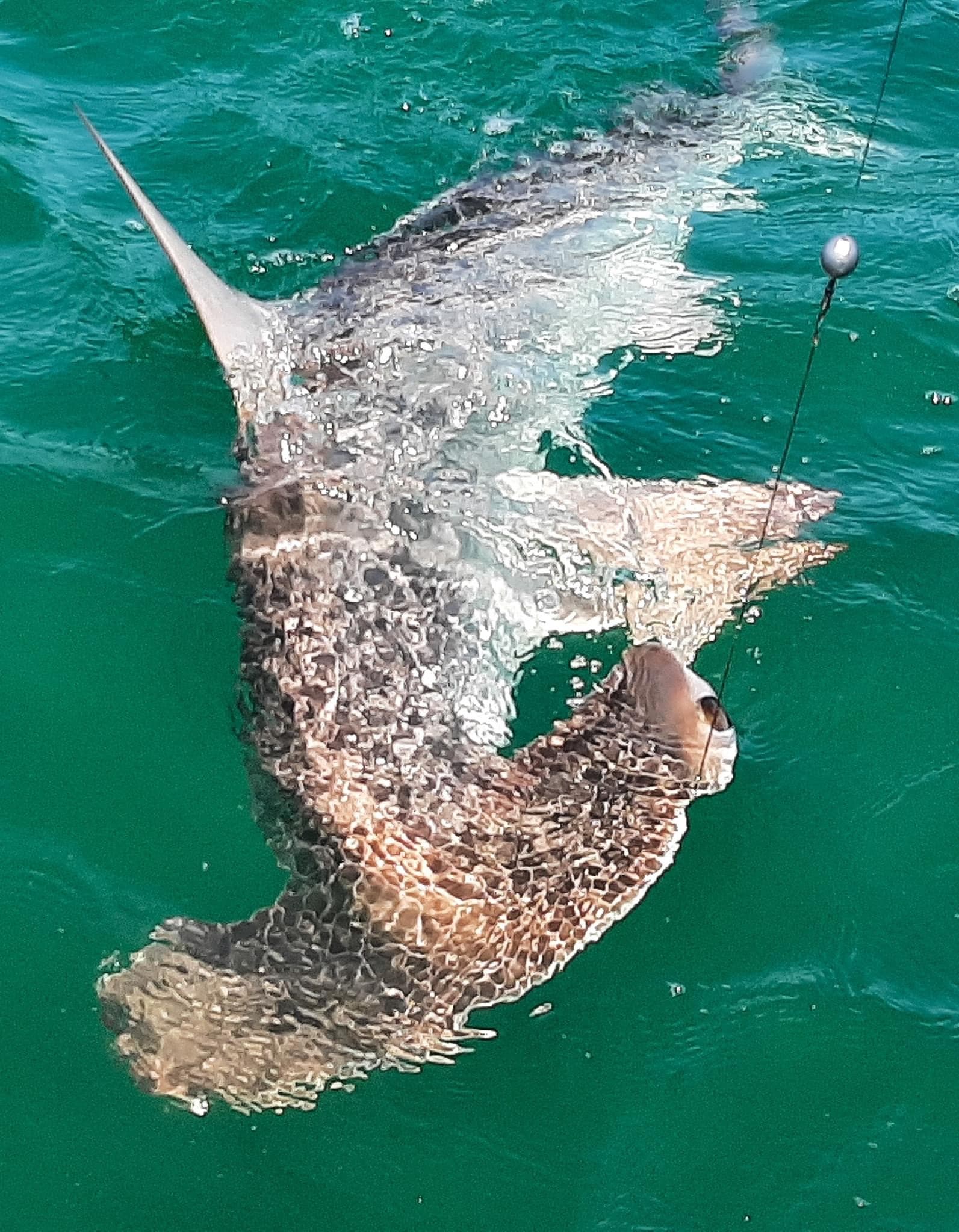 Shark Trip on 33' Stuart Angler