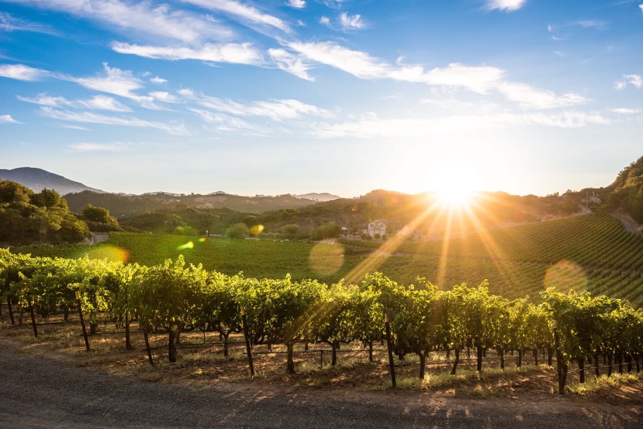 Napa Wine Tour