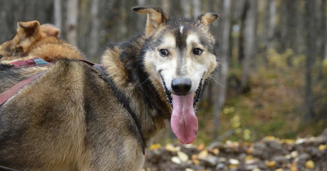 Summer Dryland Mushing
