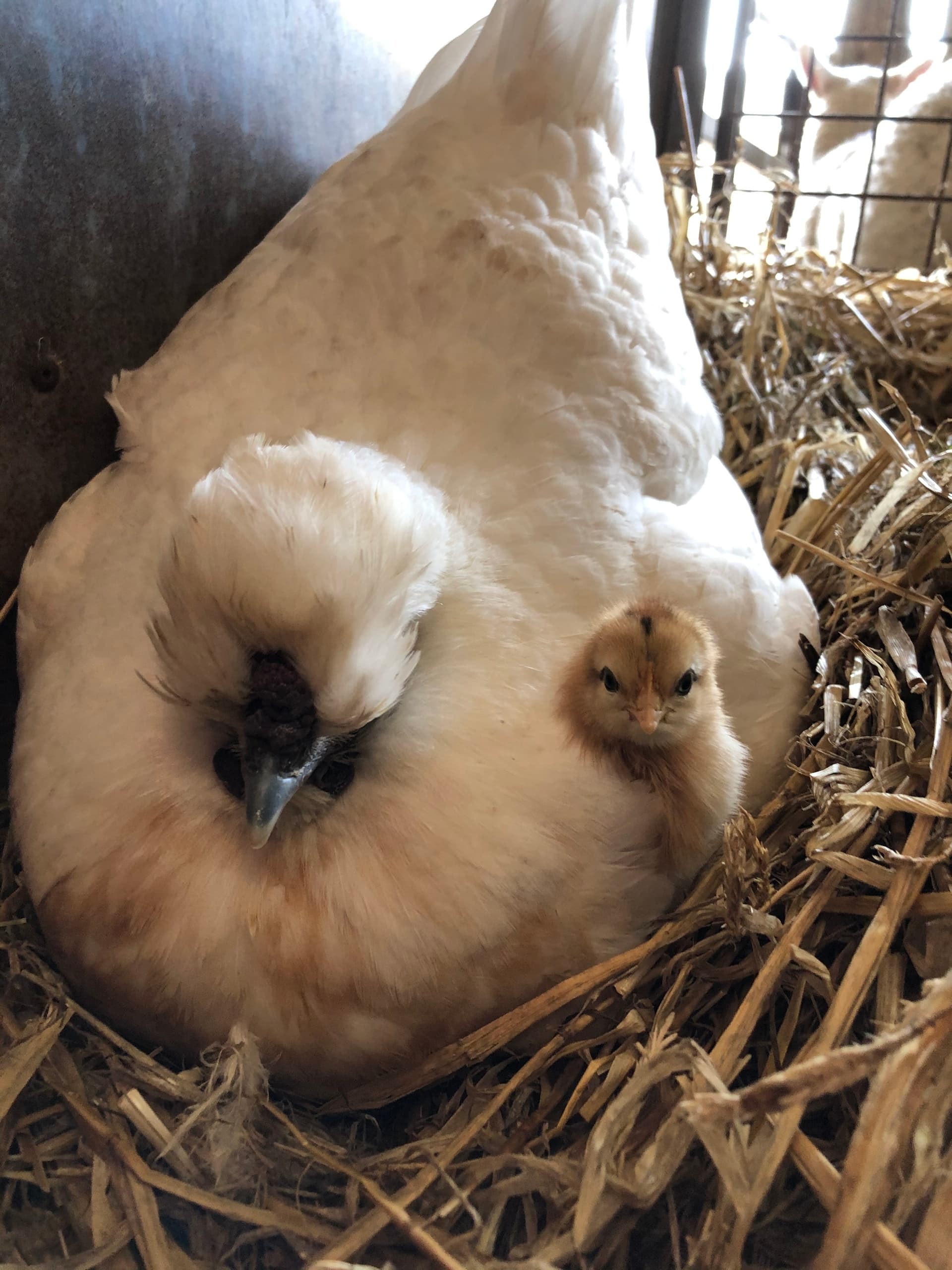 Farm Experience