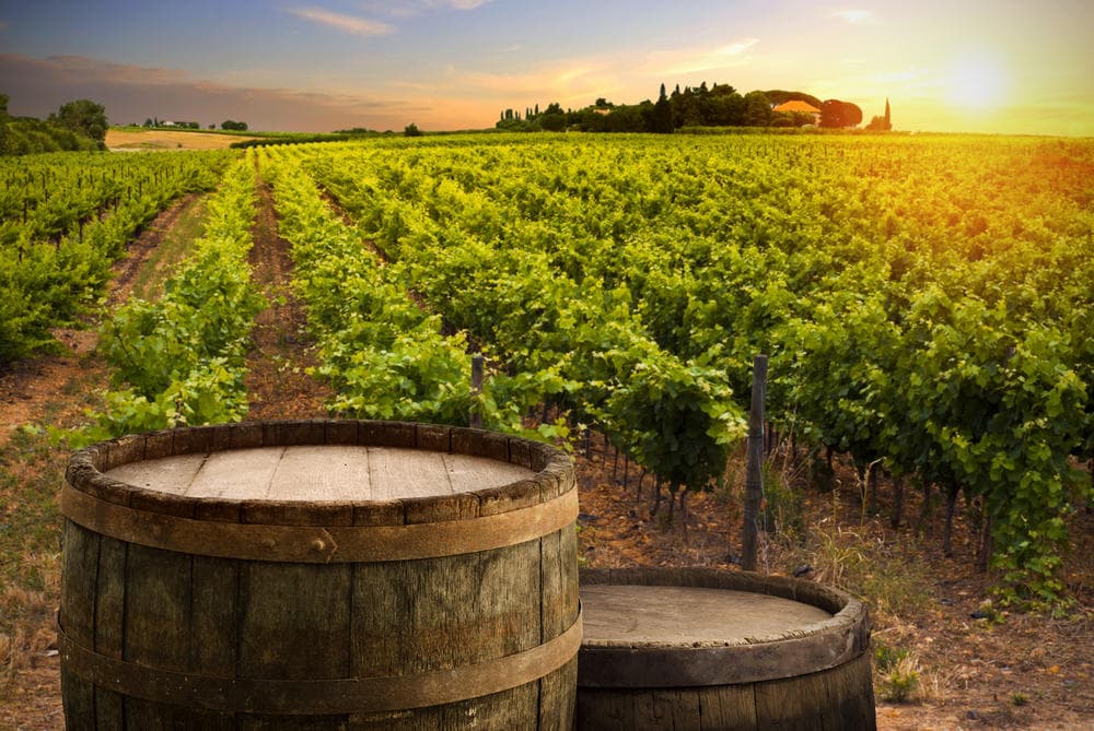 Excursión Privada Visita Privada y Cata de Vinos - Ribera del Duero (Curso de Iniciación a la Cata)