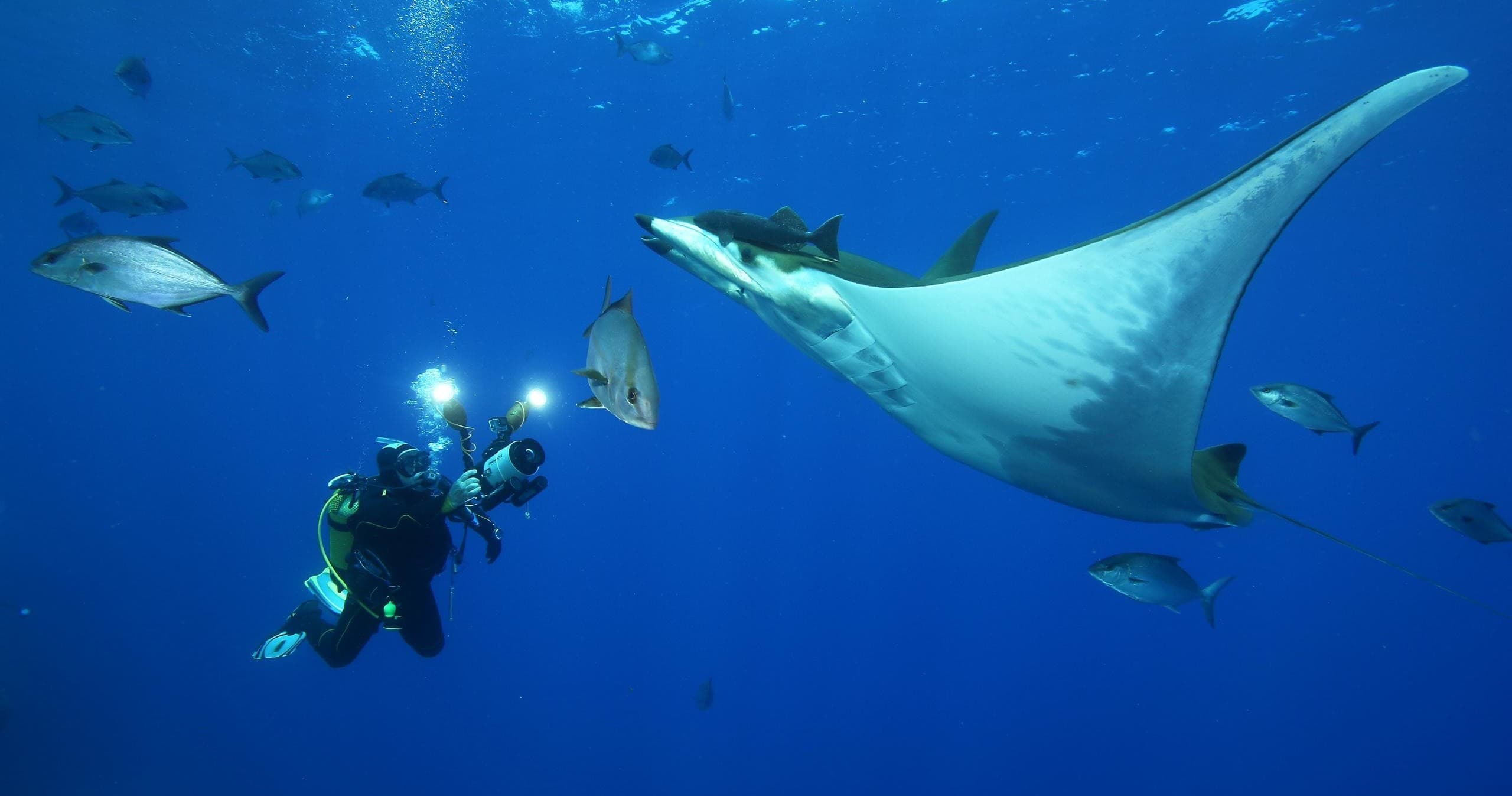 Offshore Dives