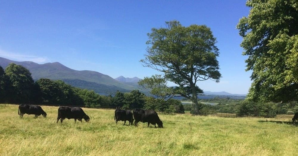 Shore Excursions from Glengarriff to Killarney National Park