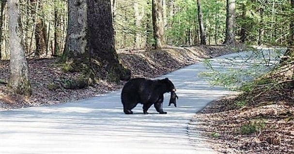 Cade's Cove Tour