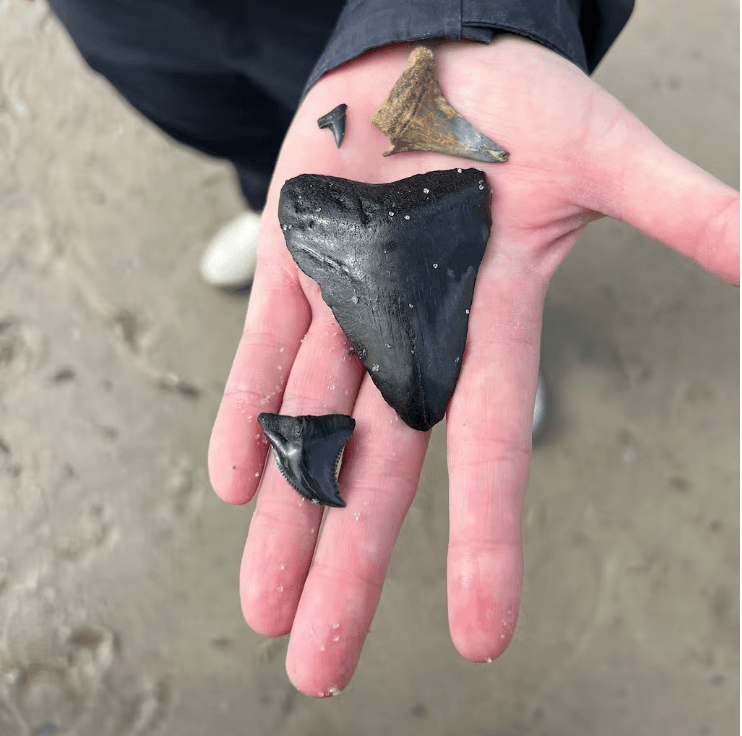 SCM PVT Shark Tooth 12p