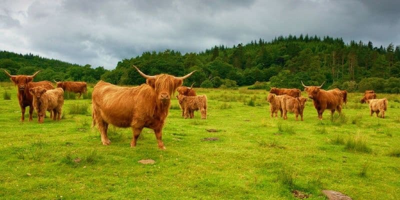Scottish Highlands Private Day Tour