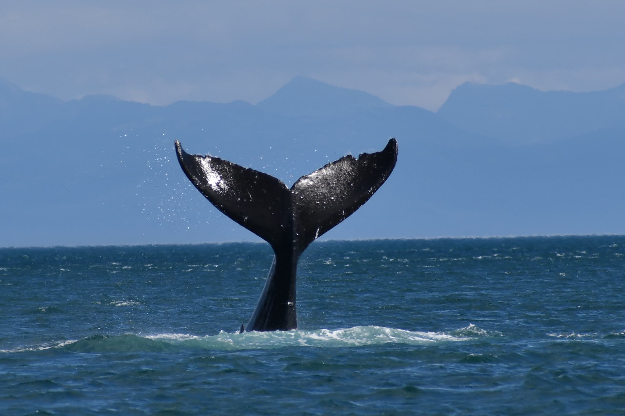 Whale and Drone Tour
