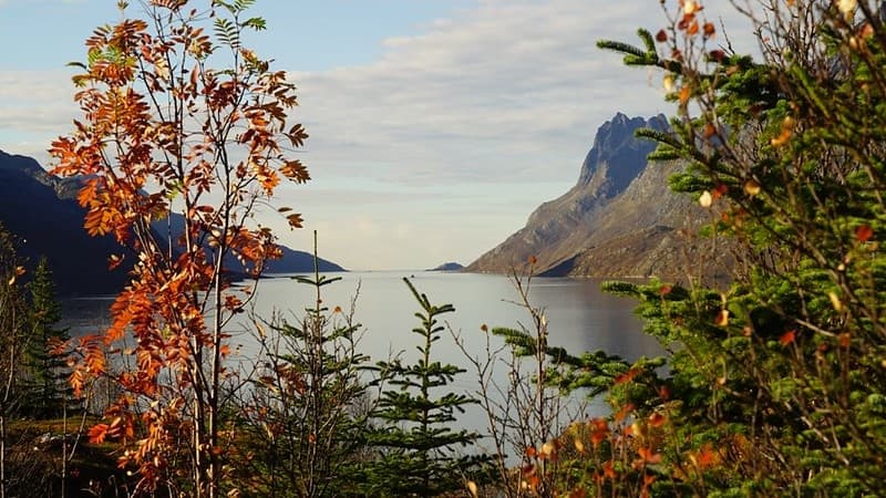 Best of The Best Fjord tour - Luxury boat - VIP Minivan and Coziest cafe