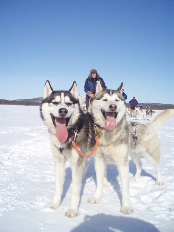 Husky Safari 4hrs with Lunch (11:00 am Mon, Wed, Fri)