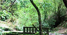 The Center and Green Tour