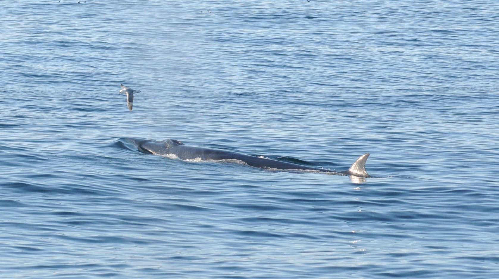 Whale watching from Skjervøy