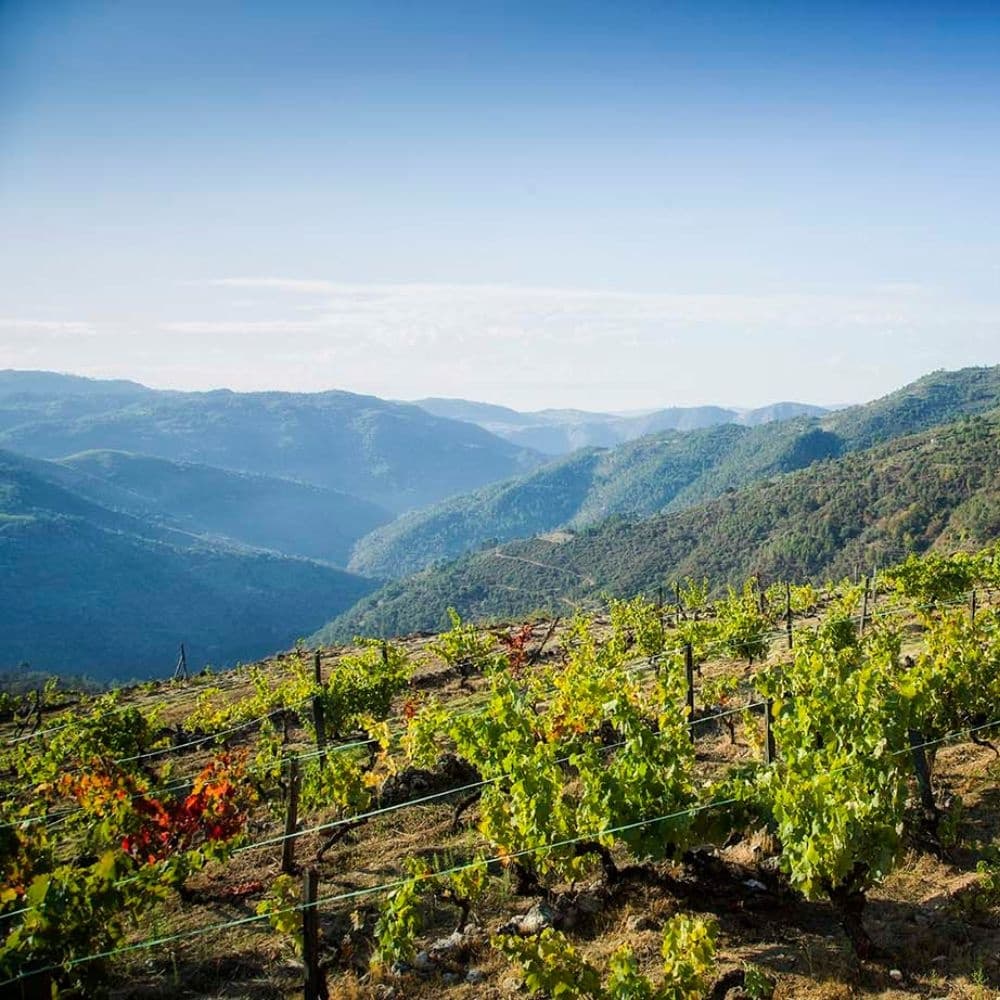 Have you really met Douro?