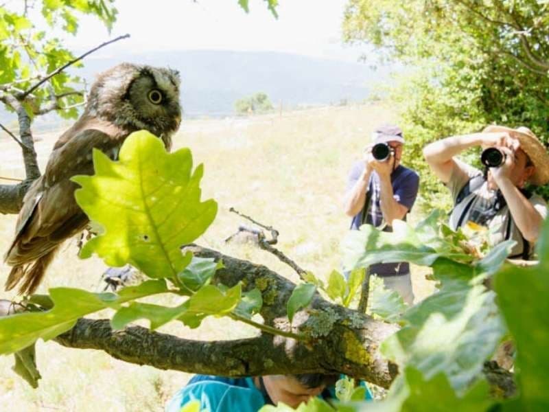Fotografía animal