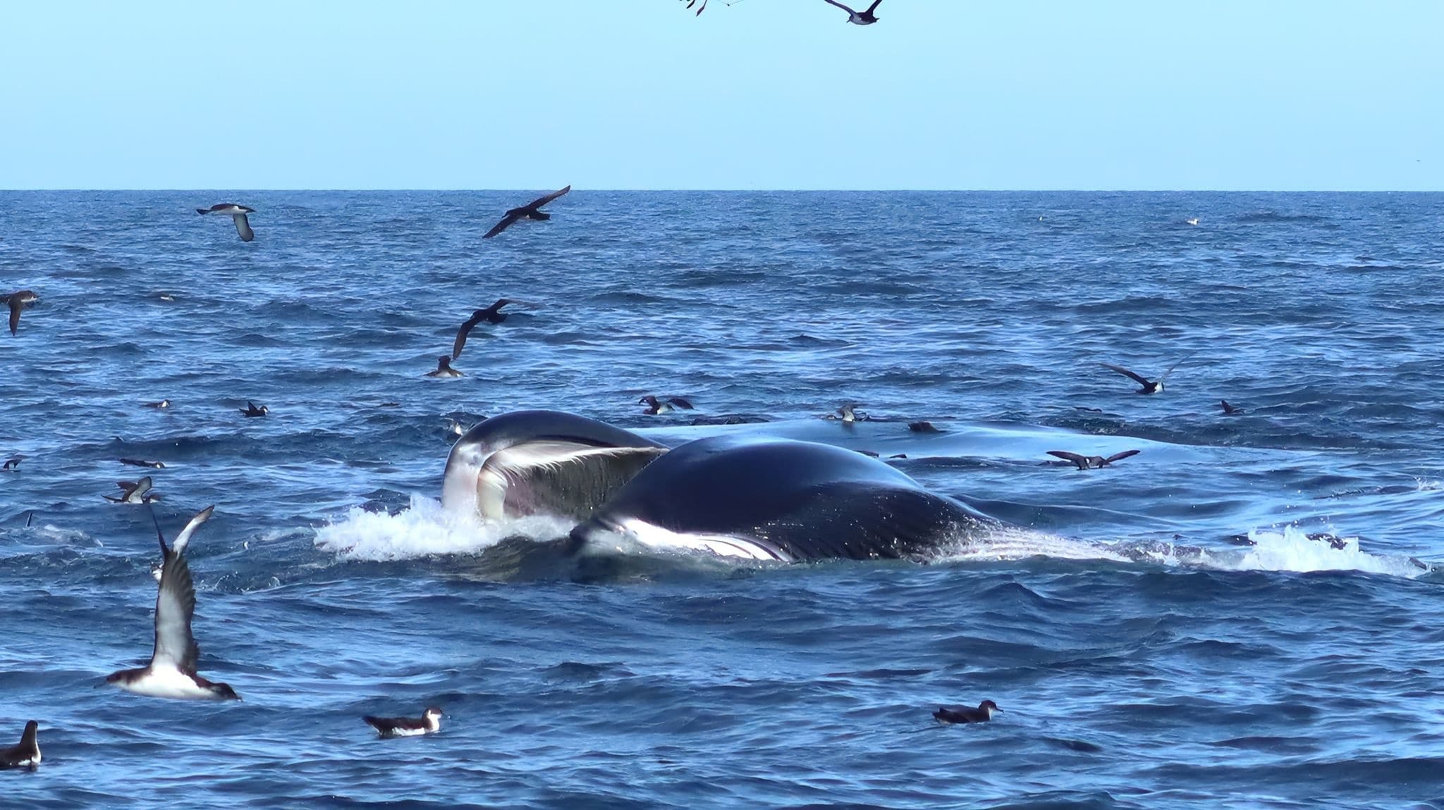 5 Hour Offshore Whale Cruise