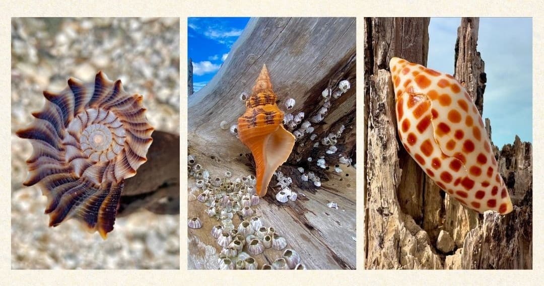 10K Islands Private Shelling Tour