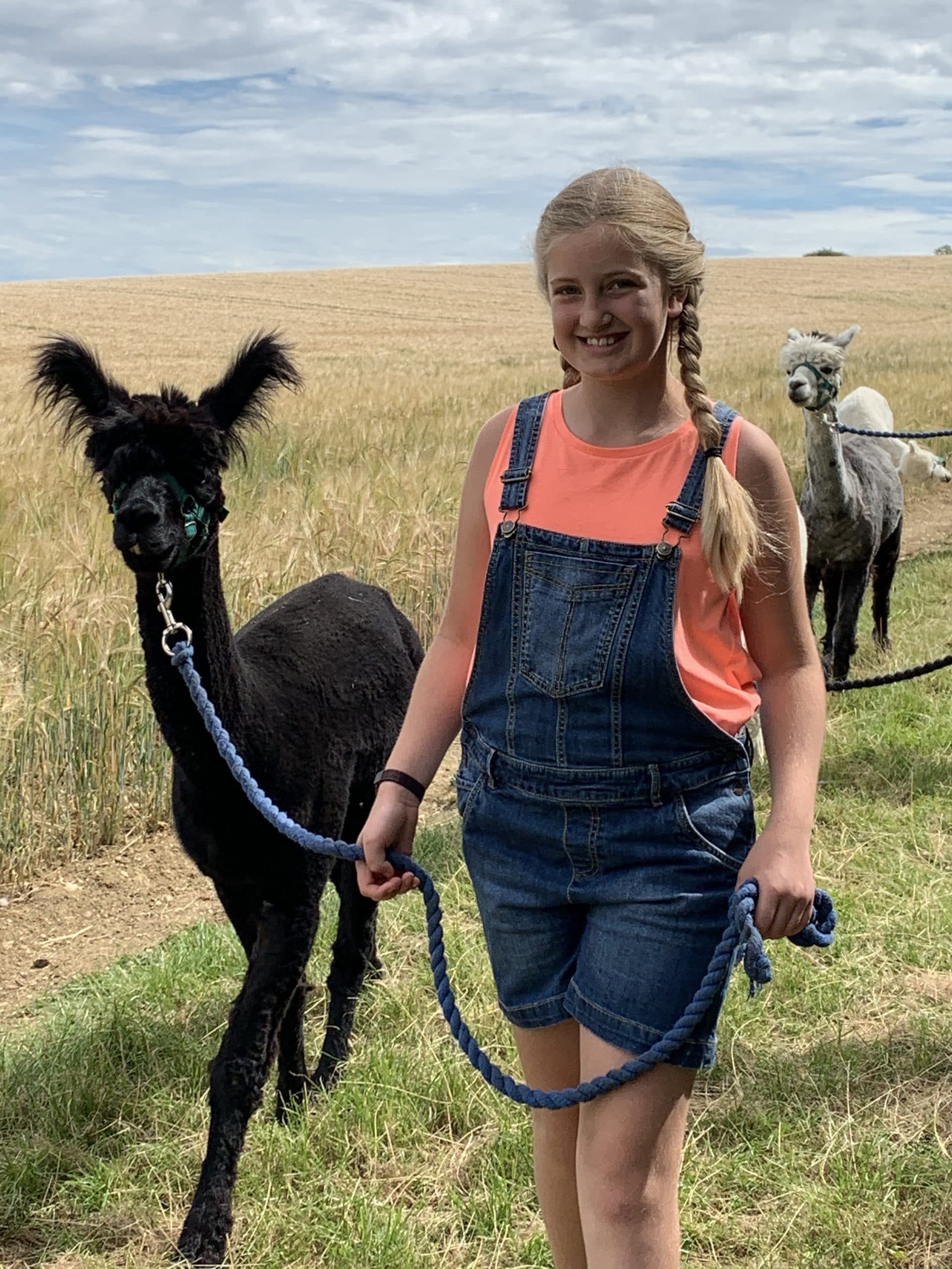 Alpaca Experience