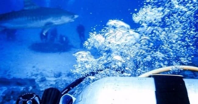 The Original Tiger Shark Challenge