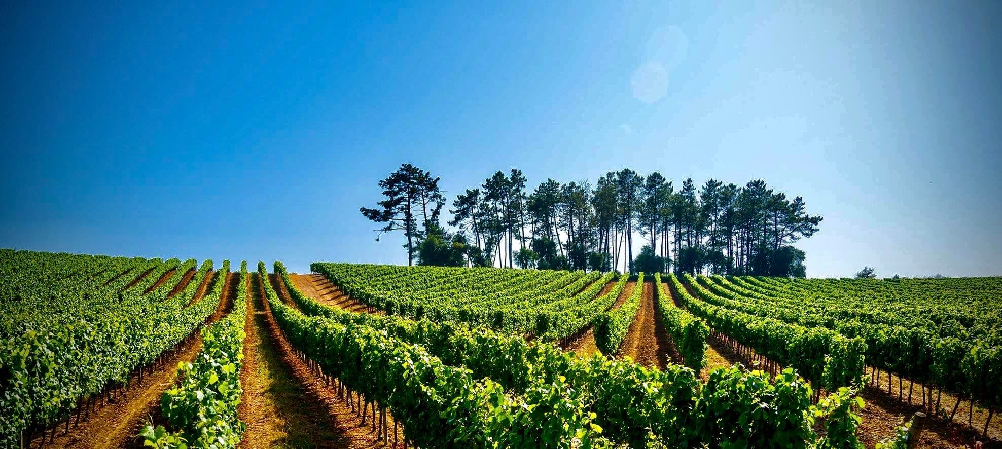 Wine & Gastronomy Tour