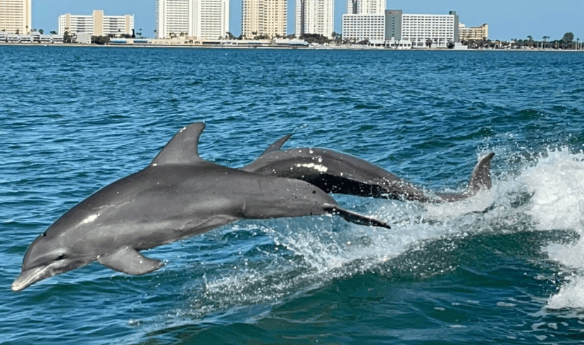 Dolphin & Island Sandbar Adventure Tour